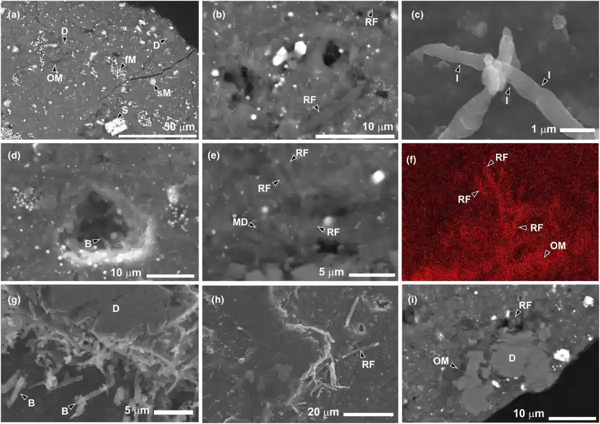 The Ryugu asteroid sample was colonized by terrestrial life