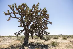 Solar project to destroy thousands of Joshua trees in the Mojave Desert