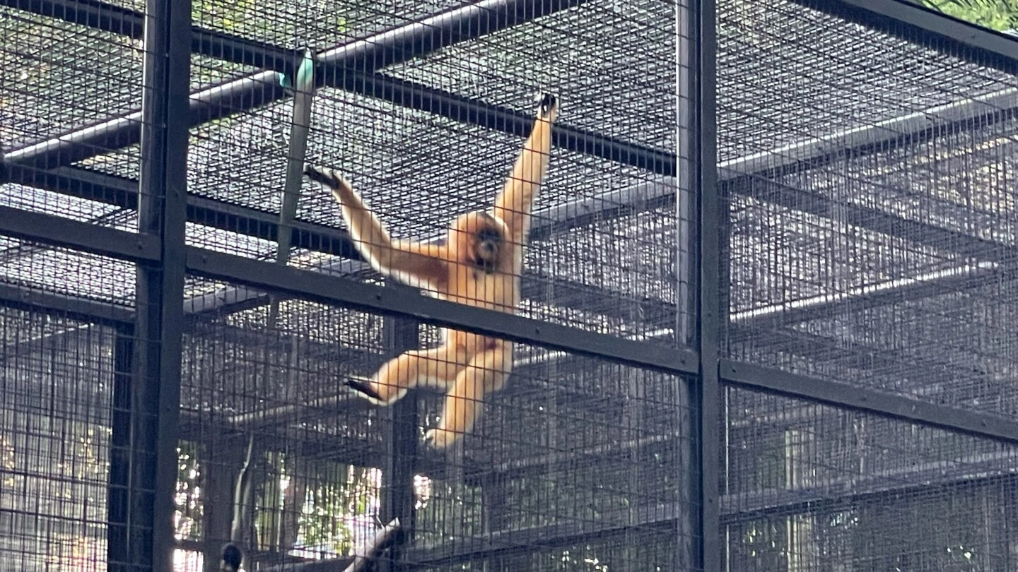 9 monkeys who died in Hong Kong's zoo in 2 days had been infected with melioidosis, officials say