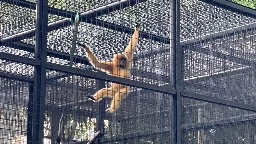 9 monkeys who died in Hong Kong's zoo in 2 days had been infected with melioidosis, officials say