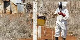 Bees help tackle elephant-human conflict in Kenya